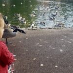 Photo of geese, poking out from behind a small child. Th rest of the geese are further away.
