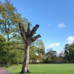 Photo of a silver birch tree, with drooping branches, with bushes in the background.
